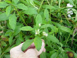 Image of clustered bushmint