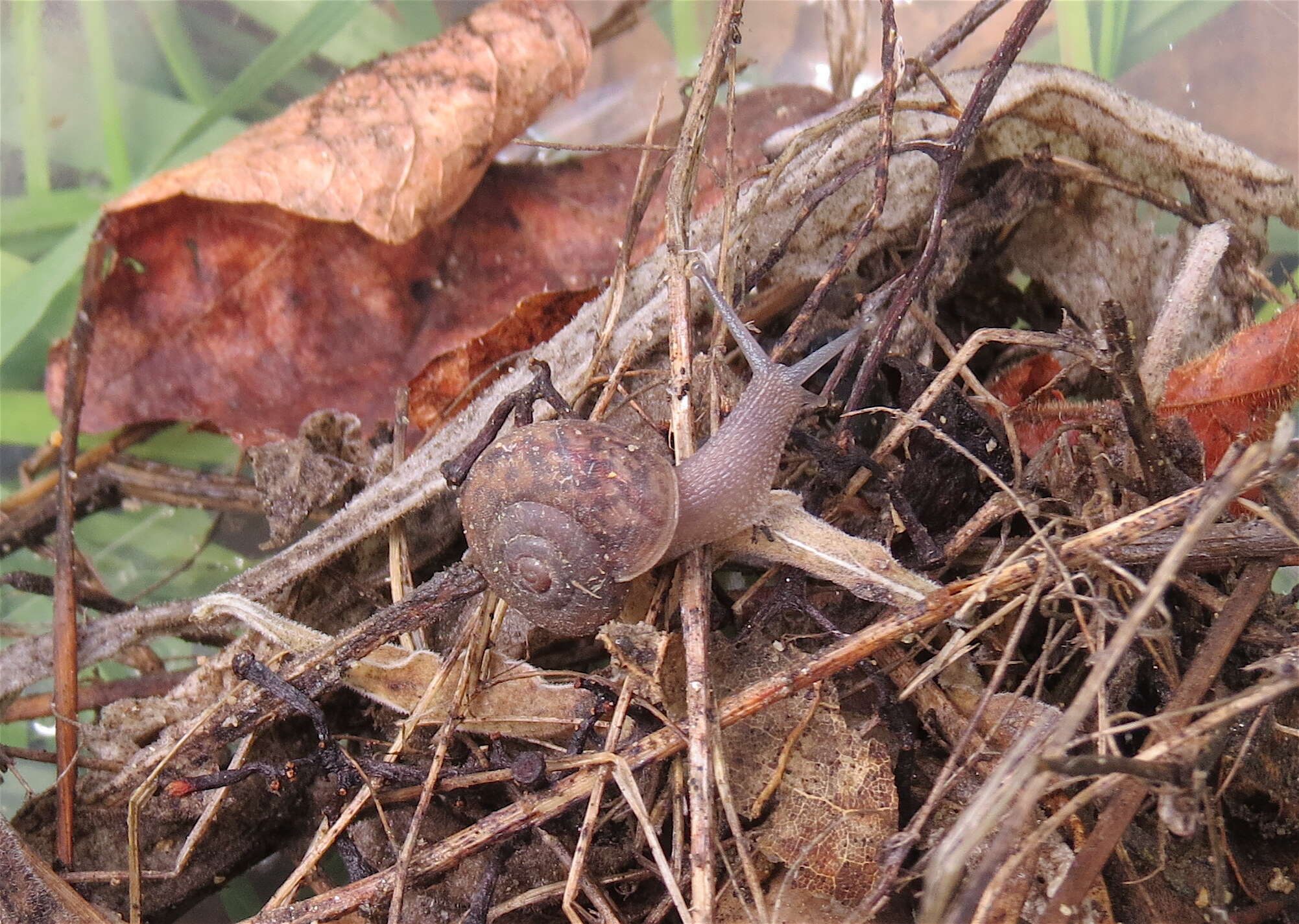 Image of <i>Helminthoglypta montezuma</i> Reeder & W. B. Miller 1986