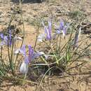 Слика од Iris tenuifolia Pall.