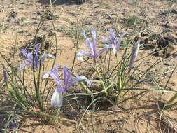 Image of Iris tenuifolia Pall.