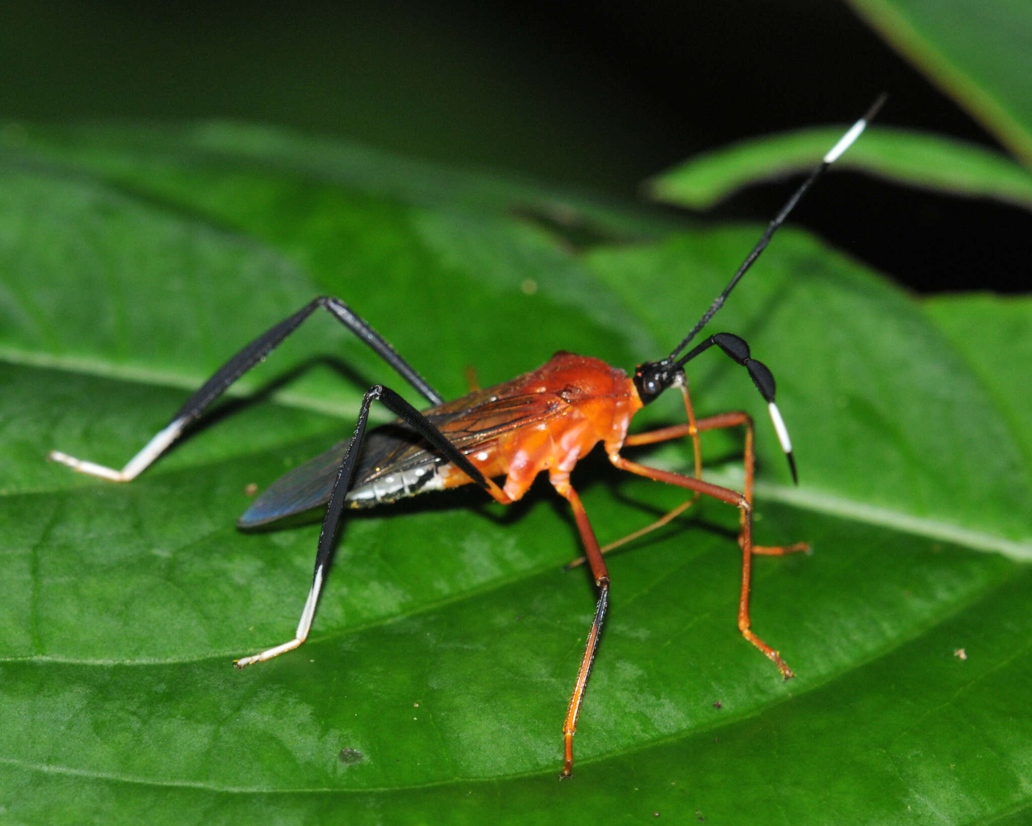 صورة Holhymenia rubescens (Amyot & Serville 1843)