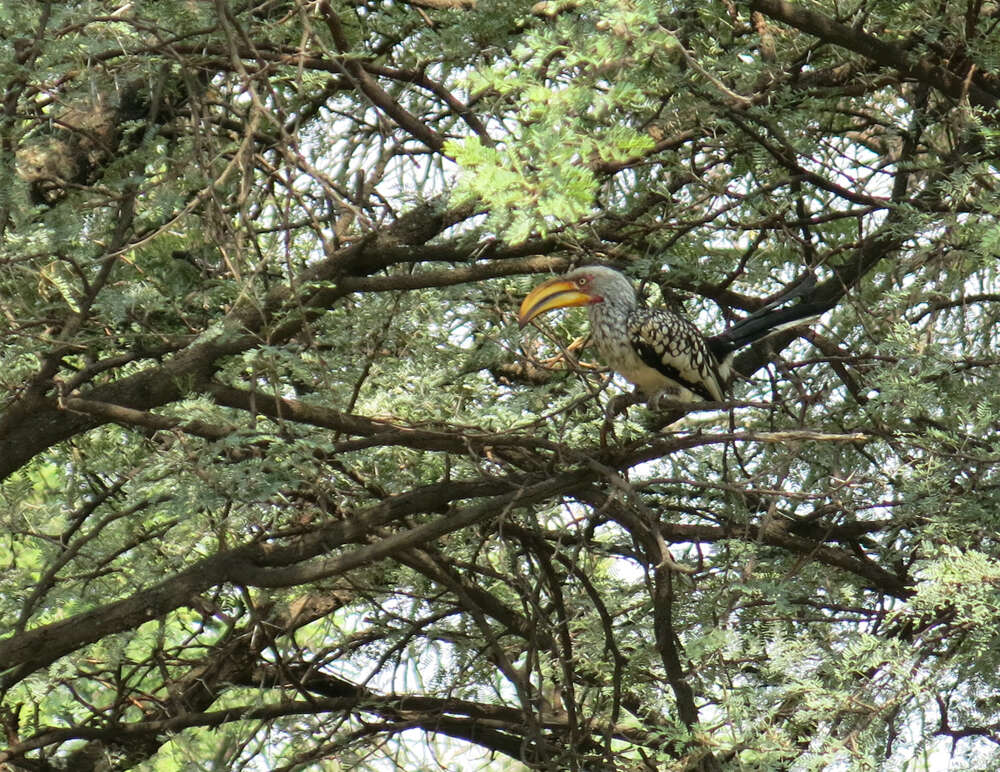 Image of Southern Yellow-billed Hornbill