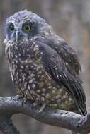 Image of Morepork