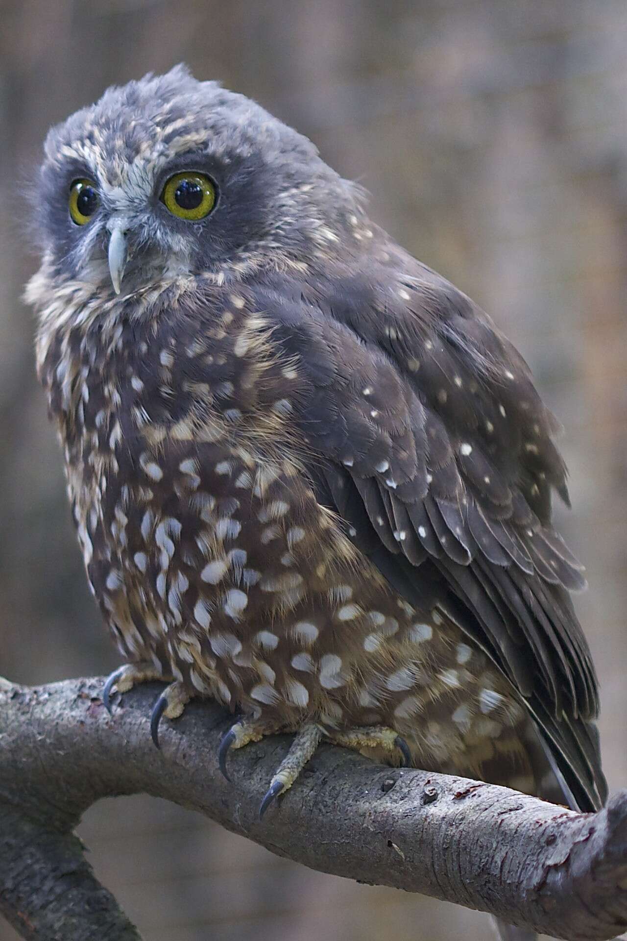 Image of Morepork