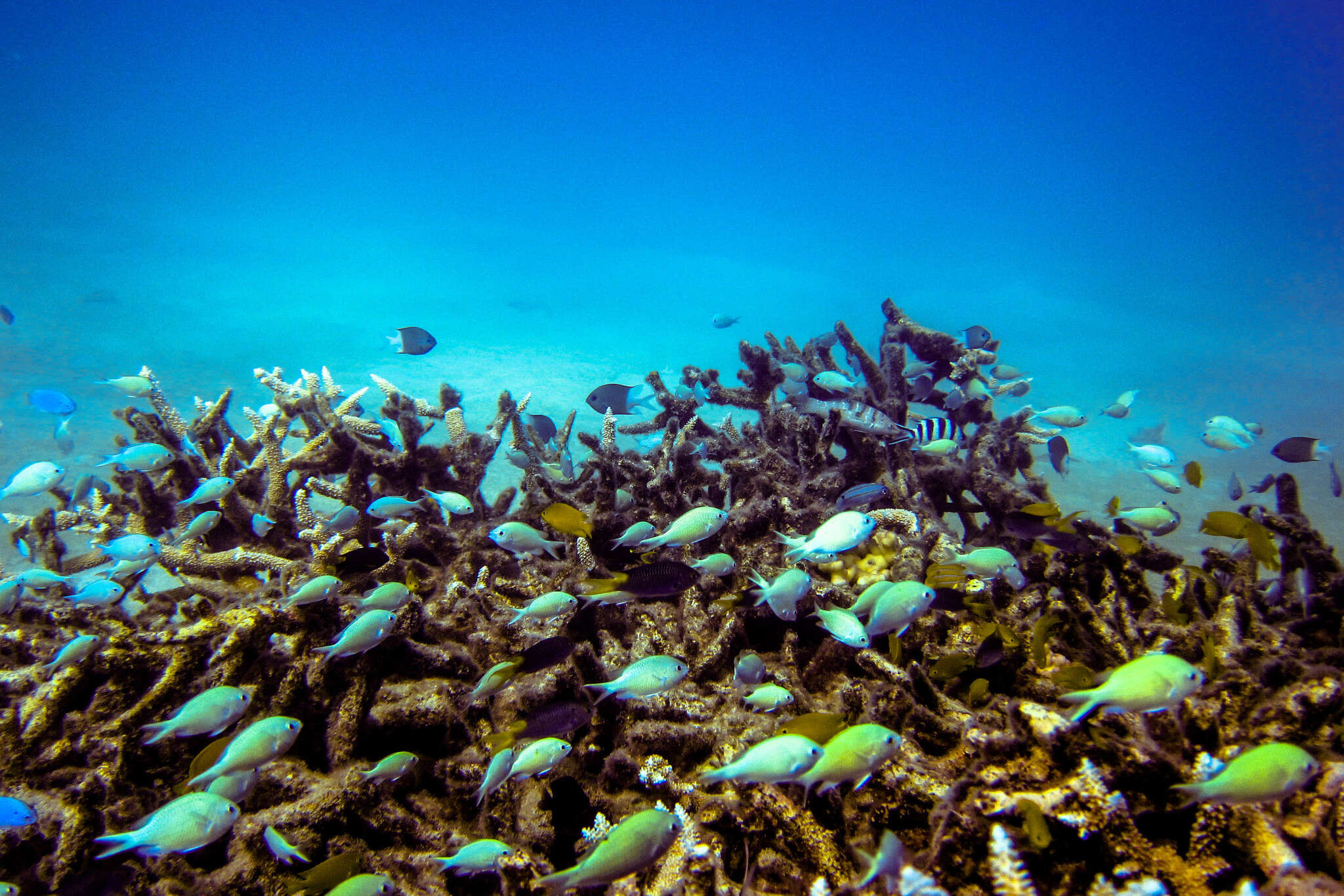 Image of Blue Green Chromis