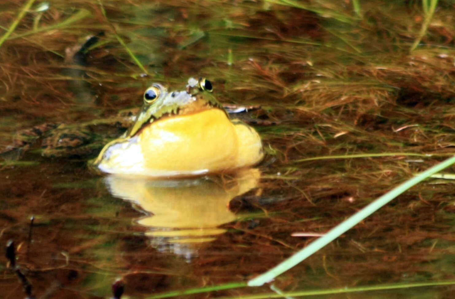 Image of Green Frog