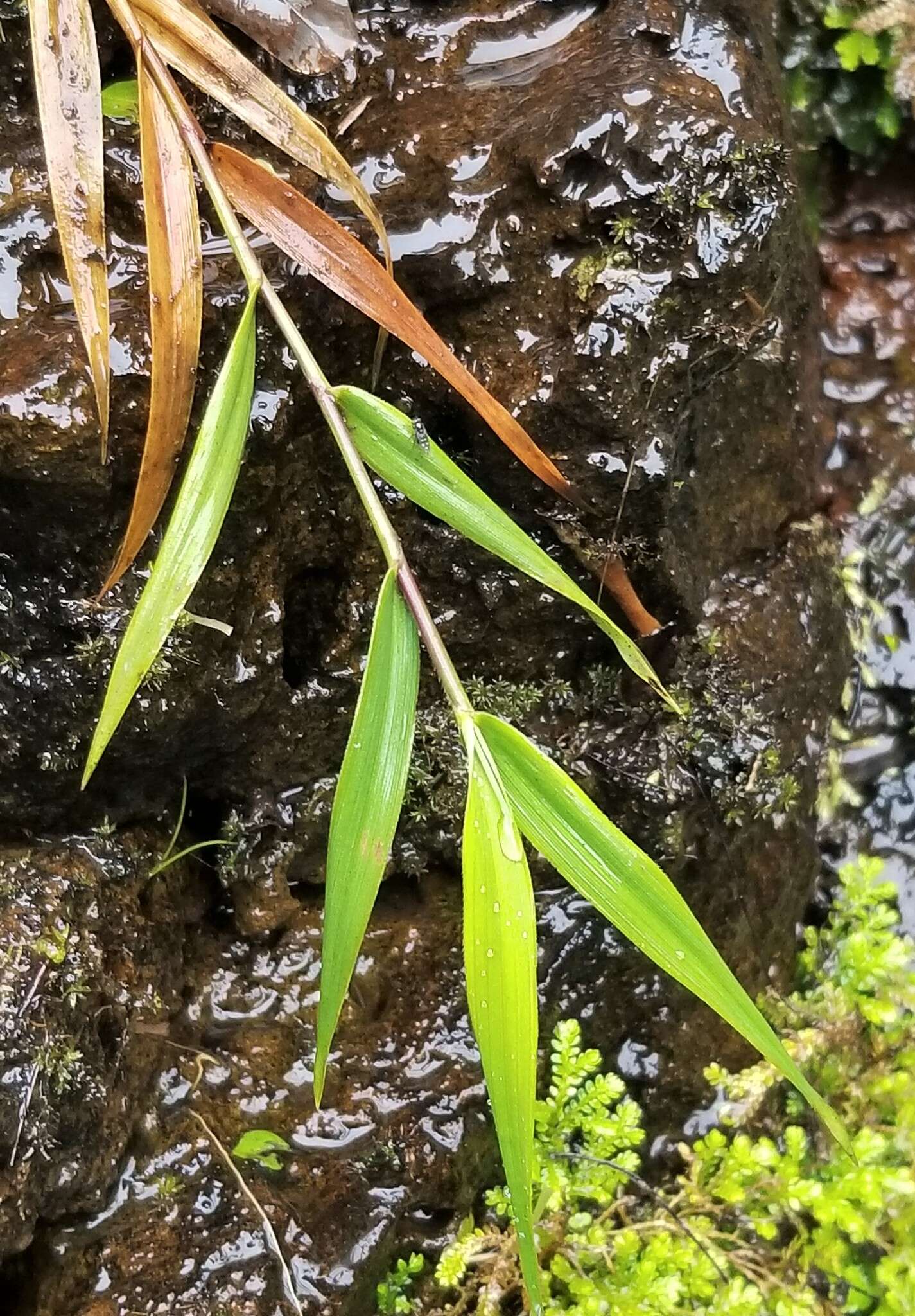 Plancia ëd Isachne pallens Hildebr.