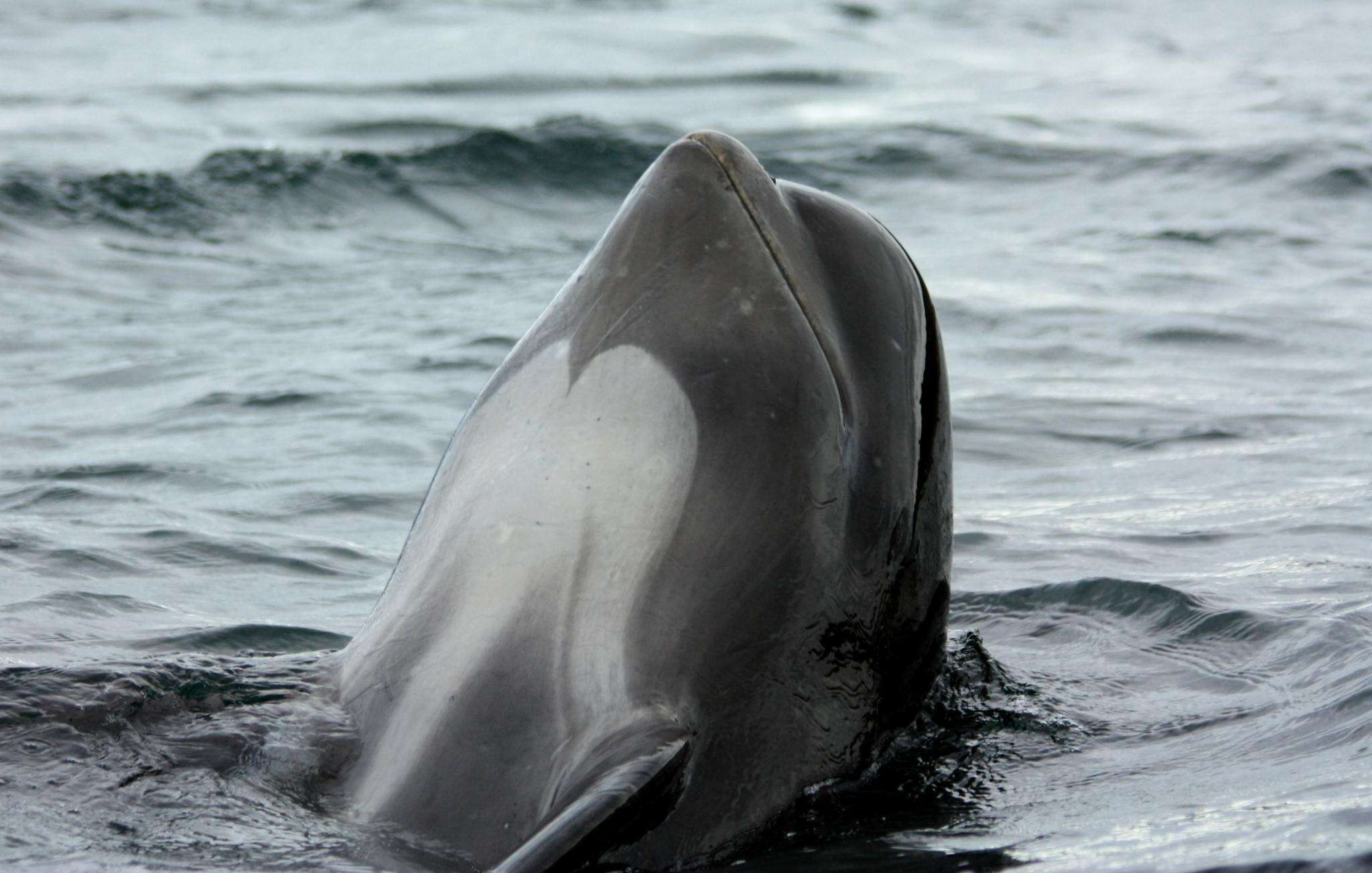 Image of Atlantic Pilot Whale