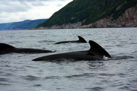 Image of Atlantic Pilot Whale