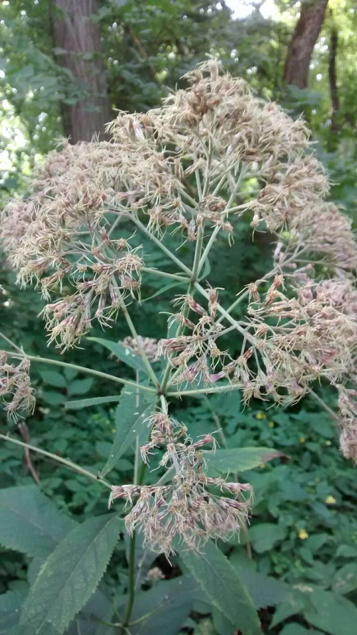 Image of Sweet-Scented Joe-Pye-Weed