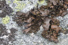 Image of manyroot navel lichen