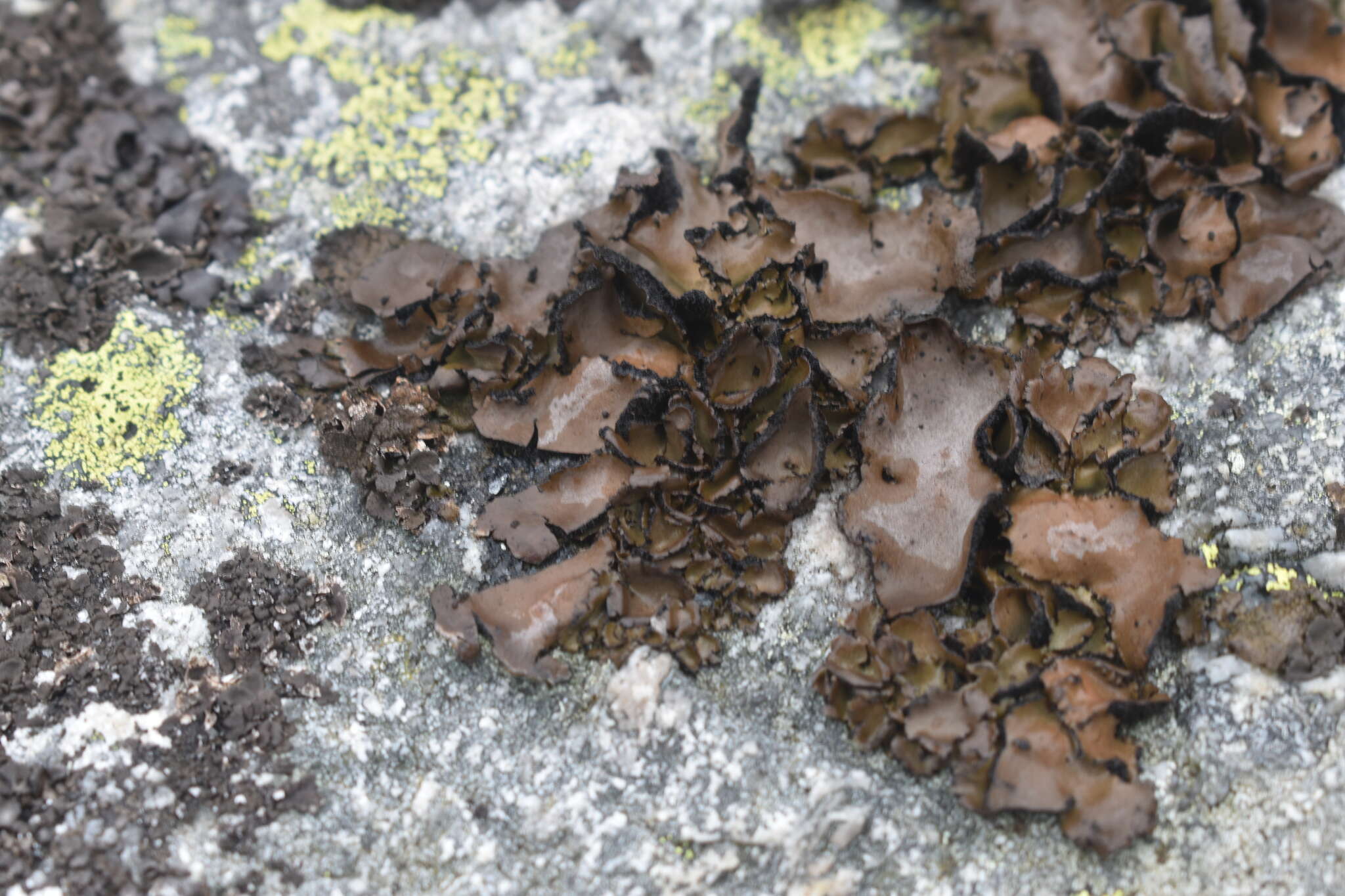 Image of manyroot navel lichen