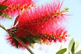 صورة Callistemon citrinus (Curtis) Skeels