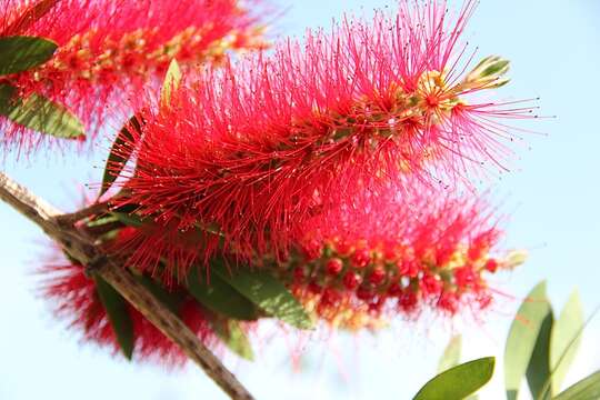 صورة Callistemon citrinus (Curtis) Skeels