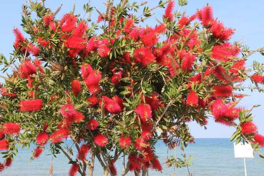 صورة Callistemon citrinus (Curtis) Skeels