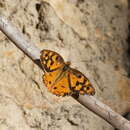 Heteronympha penelope Waterhouse 1937 resmi