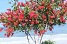 صورة Callistemon citrinus (Curtis) Skeels