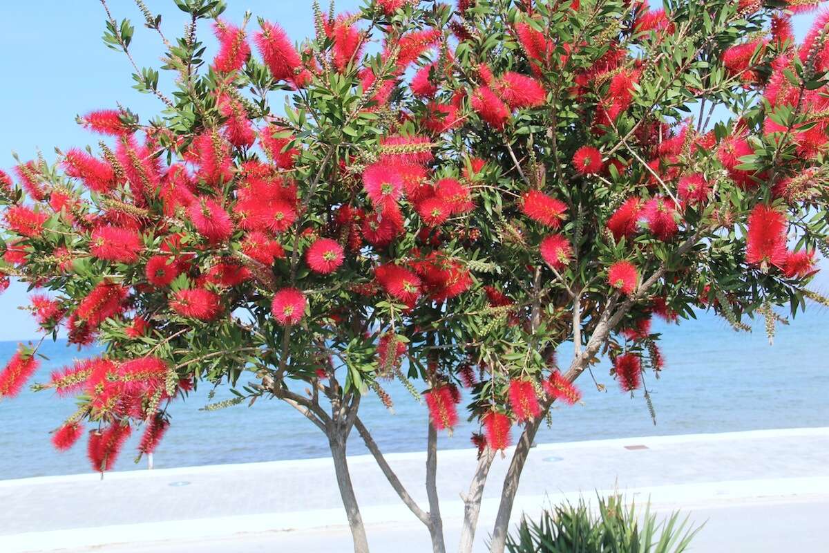 صورة Callistemon citrinus (Curtis) Skeels