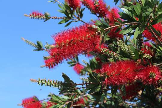 صورة Callistemon citrinus (Curtis) Skeels