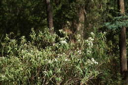 Image of Olearia lyrata (Sims) Hutch.