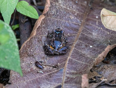 Слика од Eleutherodactylus syristes (Hoyt 1965)