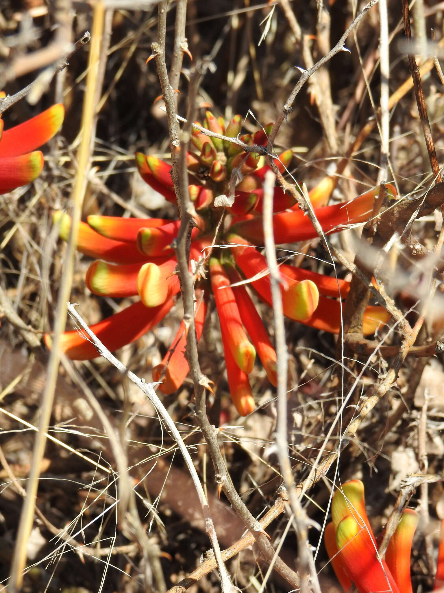 Image de Erythrina acanthocarpa E. Mey.