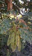 صورة Albizia adianthifolia (Schum.) W. Wight