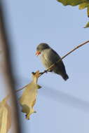 Image of Scarlet-backed Flowerpecker