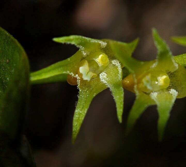 Image of Porpax filiformis