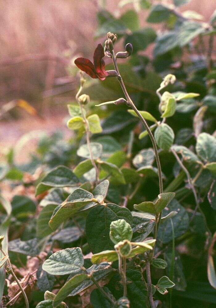 Macroptilium atropurpureum (DC.) Urb. resmi