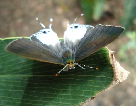 Image of Hypolycaena sipylus Felder 1860