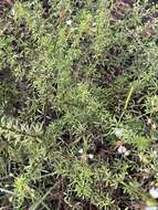 Image of large clammyweed