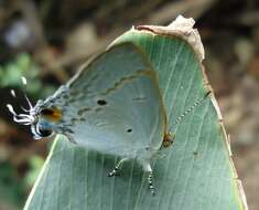 Image of Hypolycaena sipylus Felder 1860