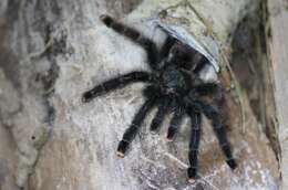 Image de Avicularia avicularia (Linnaeus 1758)