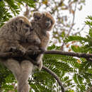 Image of Bolivian Gray Titi