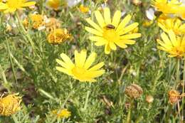 Слика од Glebionis coronaria (L.) N. N. Tzvel.