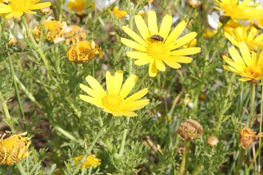 Image of Crown daisy