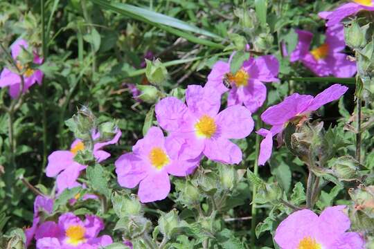 Image of Cistus creticus L.