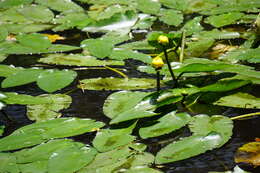 Image de Nuphar advena subsp. ulvacea (G. S. Mill. & Standl.) D. J. Padgett