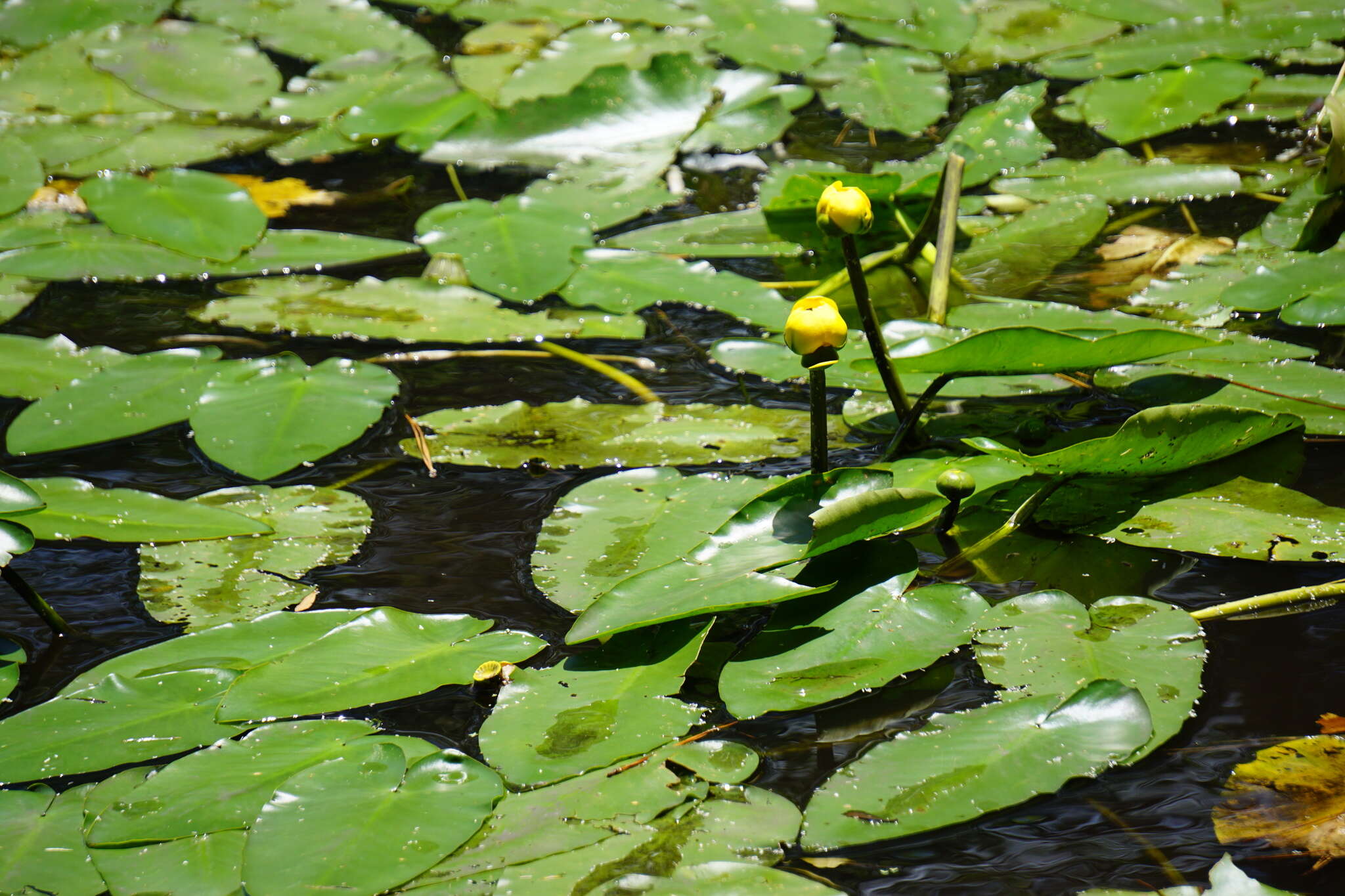 Image de Nuphar advena subsp. ulvacea (G. S. Mill. & Standl.) D. J. Padgett