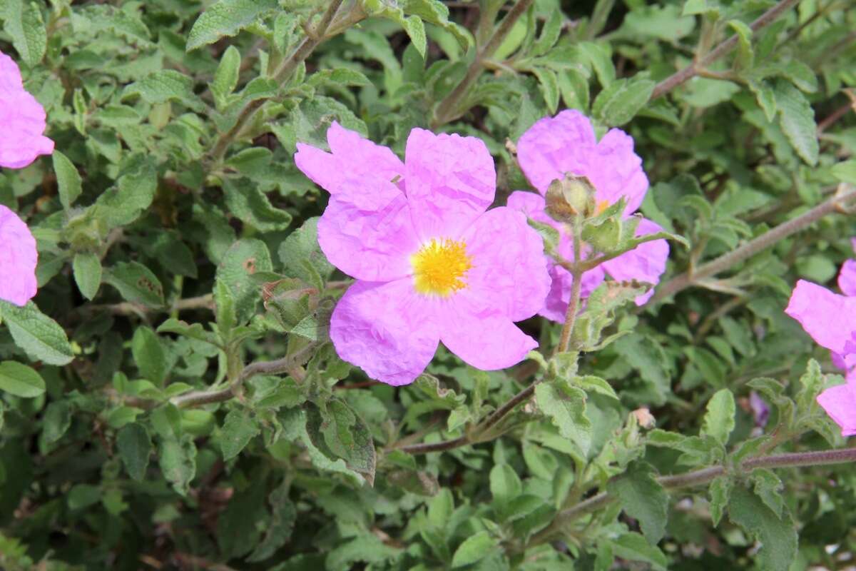 Image of Cistus creticus L.