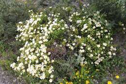 Image of salvia cistus