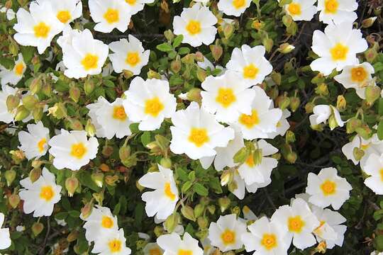 Image of salvia cistus