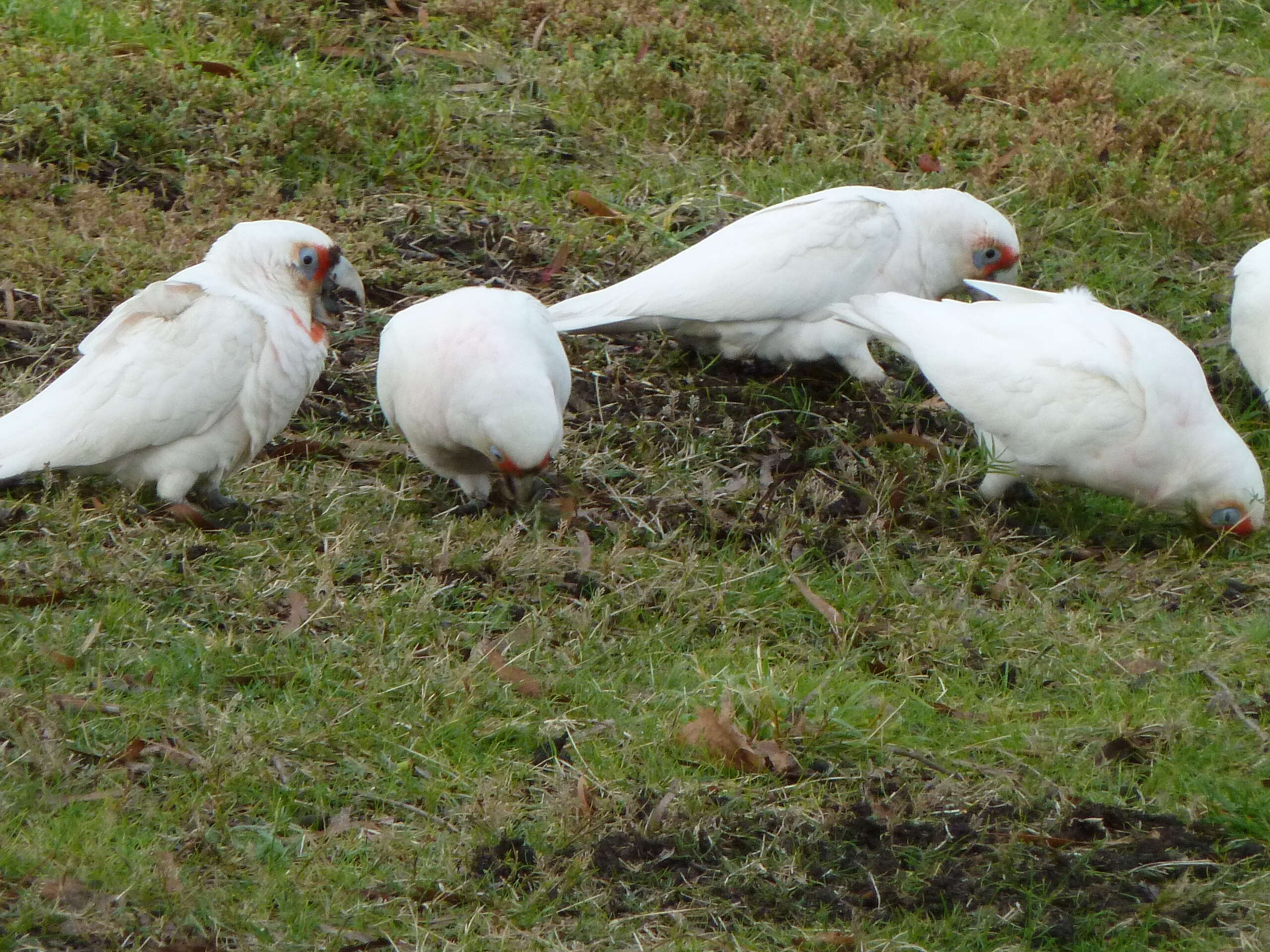 Image of Long-billed Corella