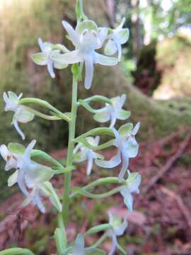 Platanthera orbiculata (Pursh) Lindl. resmi