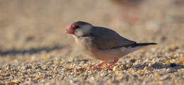 Image of Java Sparrow