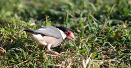 Image of Java Sparrow