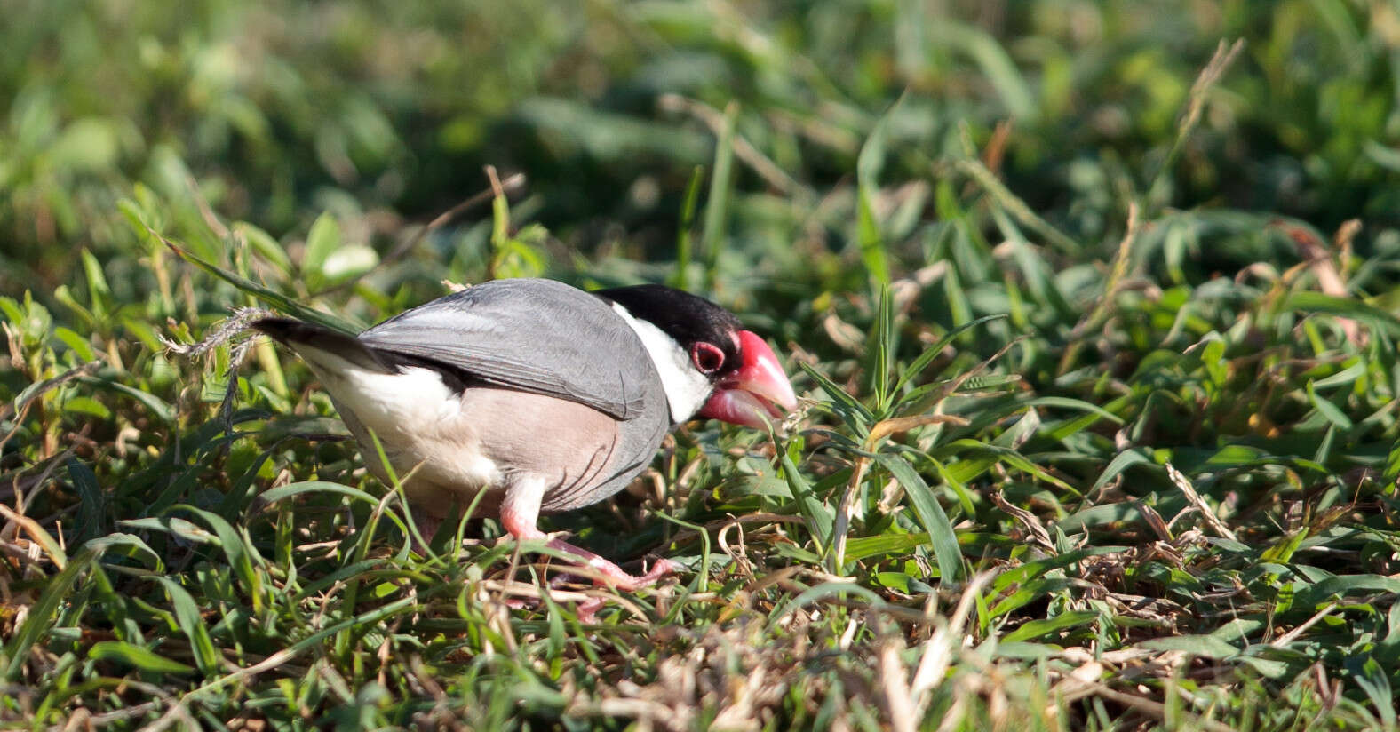 Image of Java Sparrow