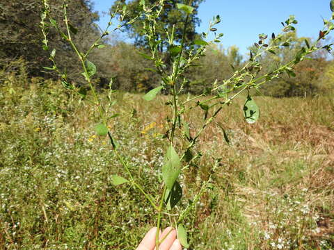 Image of bushy knotweed