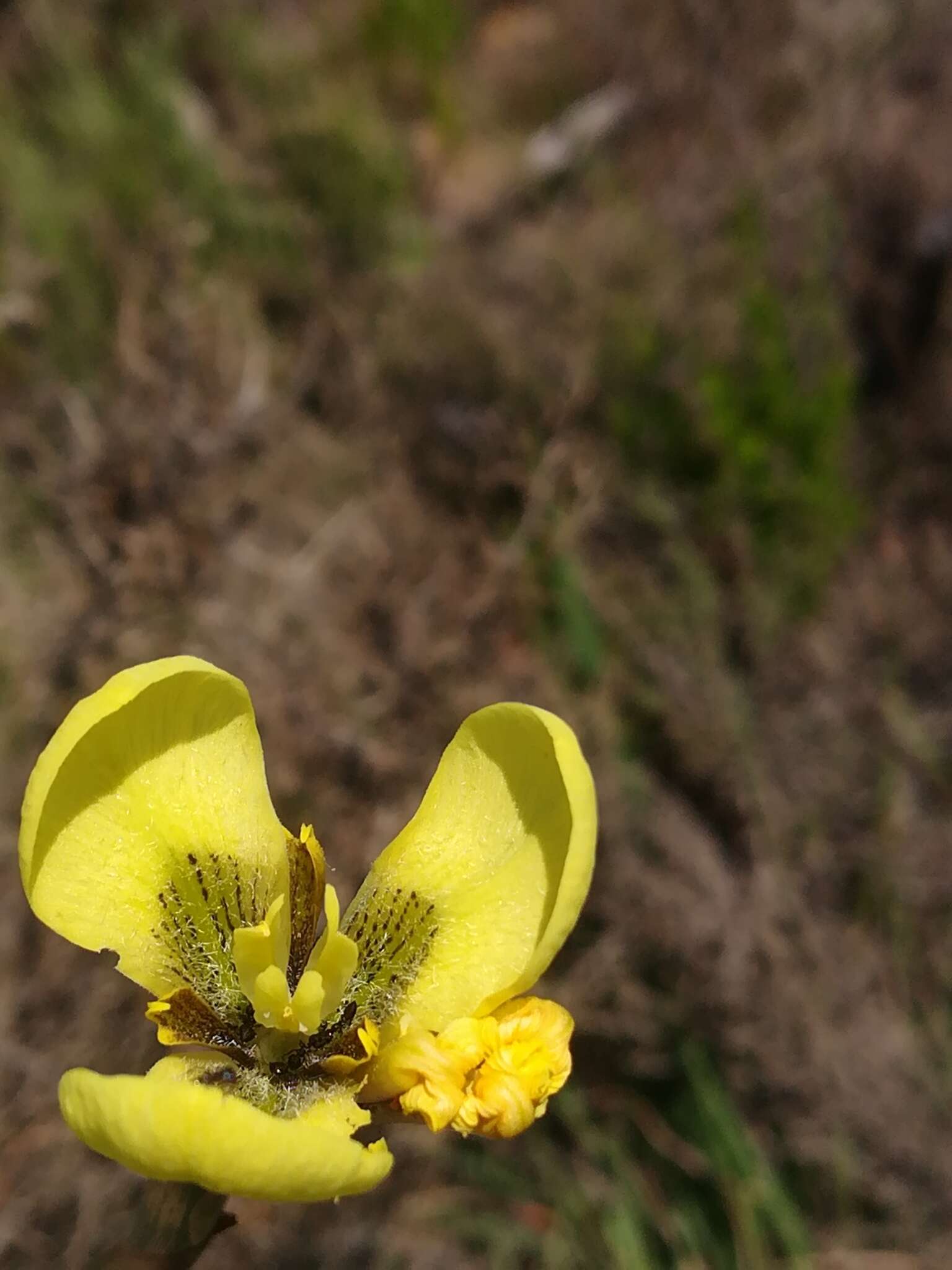 Image of Moraea bellendenii (Sweet) N. E. Br.